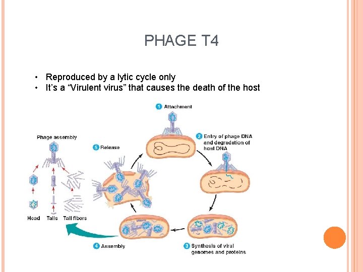 PHAGE T 4 • Reproduced by a lytic cycle only • It’s a “Virulent