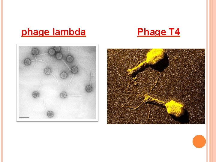 phage lambda Phage T 4 