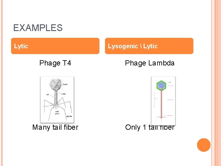 EXAMPLES Lytic Lysogenic Lytic Phage T 4 Phage Lambda Many tail fiber Only EXAMPLES Lytic Lysogenic Lytic Phage T 4 Phage Lambda Many tail fiber Only