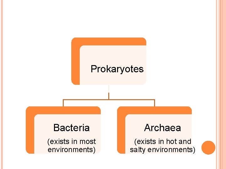 Prokaryotes Bacteria Archaea (exists in most environments) (exists in hot and salty environments) Prokaryotes Bacteria Archaea (exists in most environments) (exists in hot and salty environments)