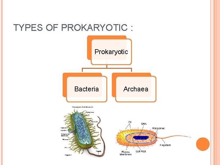 TYPES OF PROKARYOTIC : Prokaryotic Bacteria Archaea 