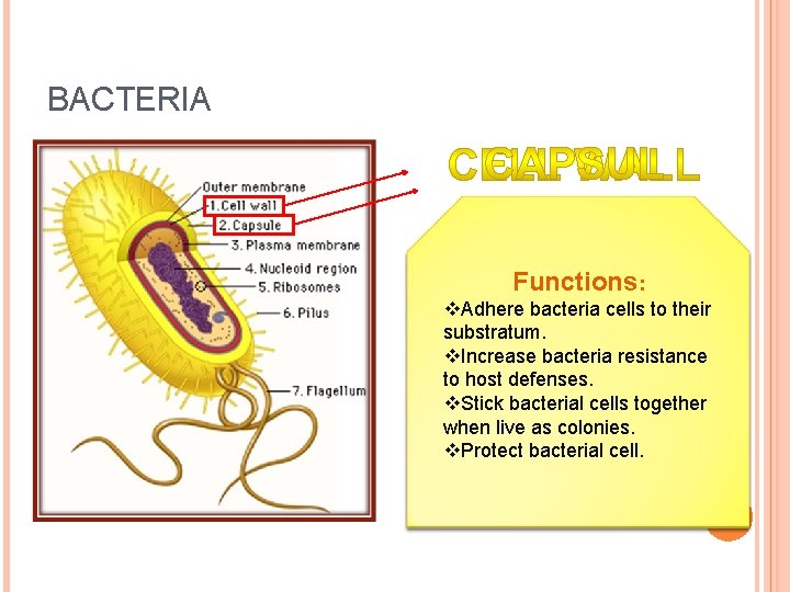 BACTERIA Functions: vmaintains the shape: of the Functions cell. v. Adhere bacteria cells to