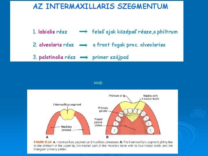 AZ INTERMAXILLARIS SZEGMENTUM 1. labialis rész felső ajak középső része, a philtrum 2. alveolaris