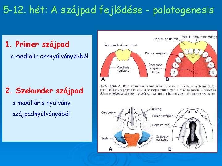 5 -12. hét: A szájpad fejlődése - palatogenesis 1. Primer szájpad a medialis orrnyúlványokból