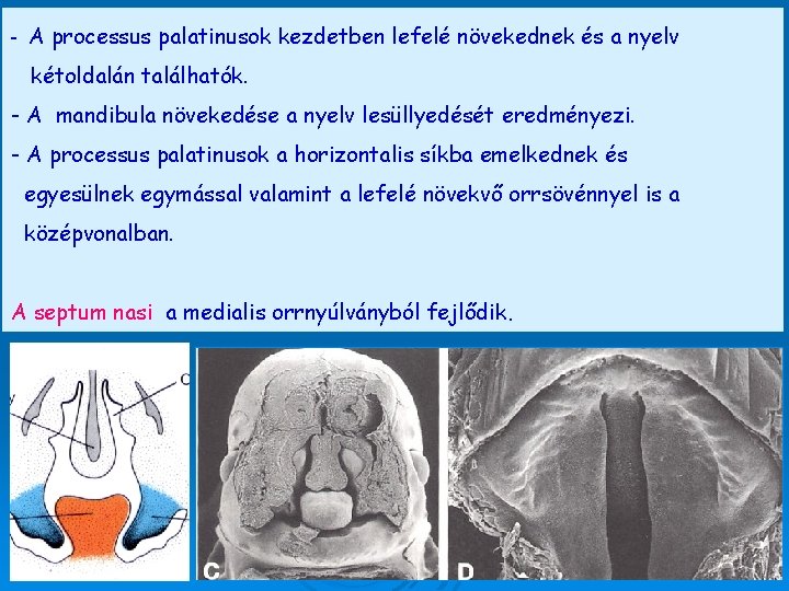 - A processus palatinusok kezdetben lefelé növekednek és a nyelv kétoldalán találhatók. - A