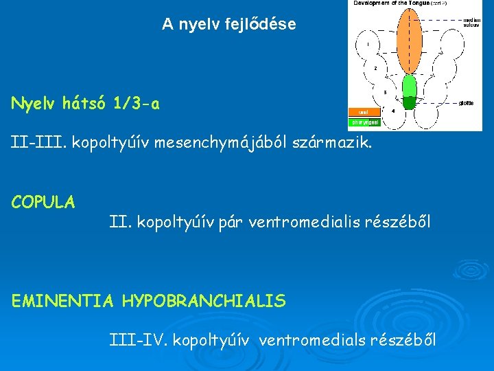 A nyelv fejlődése Nyelv hátsó 1/3 -a II-III. kopoltyúív mesenchymájából származik. COPULA II. kopoltyúív