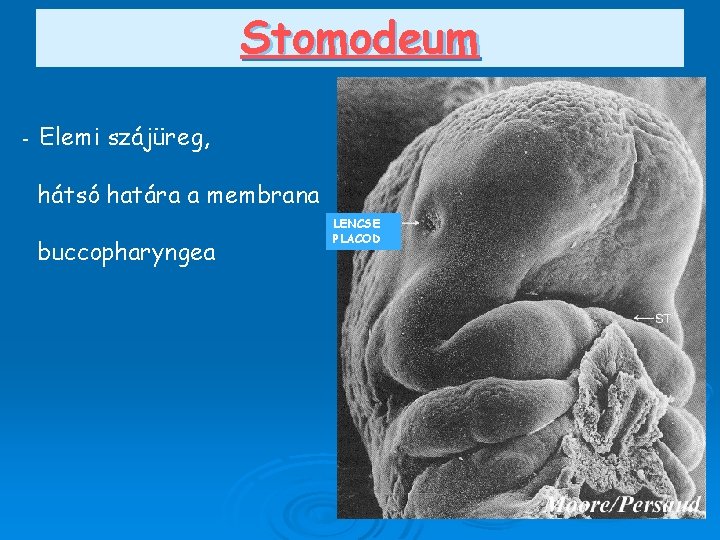 Stomodeum - Elemi szájüreg, hátsó határa a membrana buccopharyngea LENCSE PLACOD 