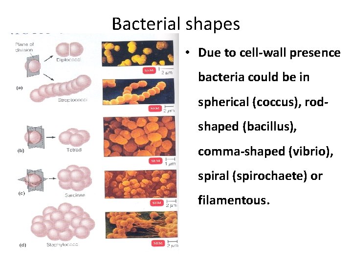 Bacterial Morphology Dr Abdulaziz AlKhattaf Protoplasm Bacteria organized
