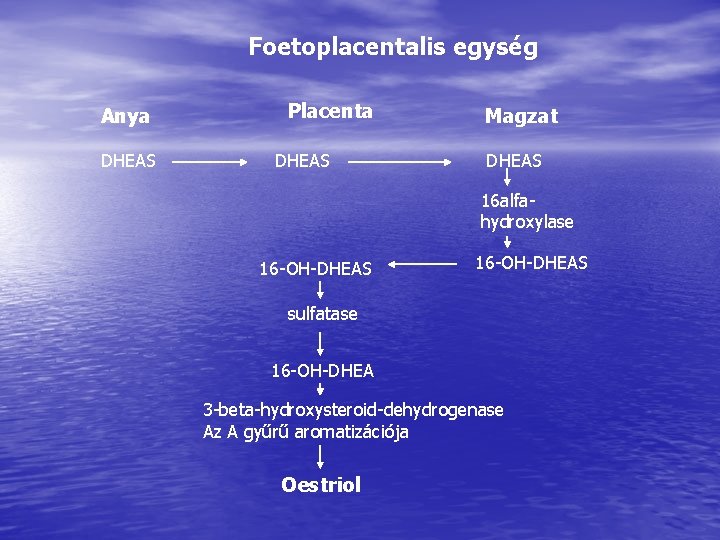 Foetoplacentalis egység Anya DHEAS Placenta DHEAS Magzat DHEAS 16 alfahydroxylase 16 -OH-DHEAS sulfatase 16