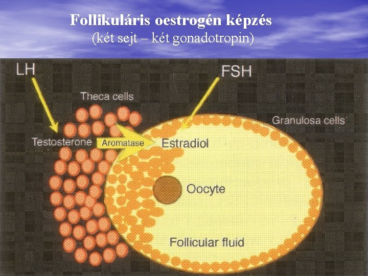 Follikuláris oestrogén képzés (két sejt – két gonadotropin) 