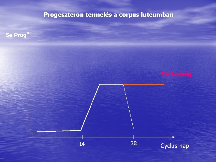 Progeszteron termelés a corpus luteumban Se Prog Terhesség 14 28 Cyclus nap 