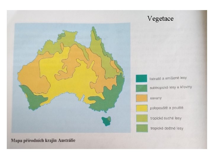 Vegetace 