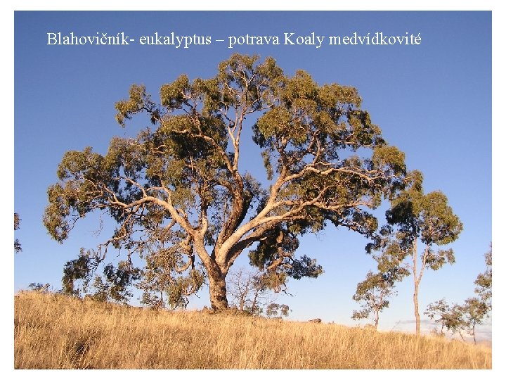 Blahovičník- eukalyptus – potrava Koaly medvídkovité 