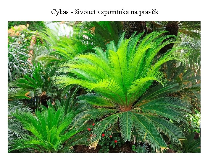 Cykas - živoucí vzpomínka na pravěk 