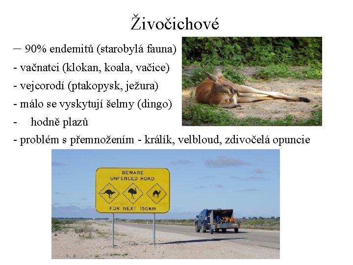 Živočichové – 90% endemitů (starobylá fauna) - vačnatci (klokan, koala, vačice) - vejcorodí (ptakopysk,