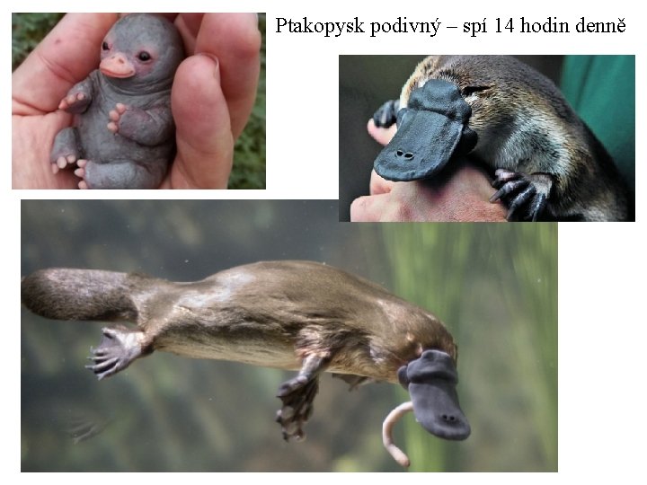 Ptakopysk podivný – spí 14 hodin denně 