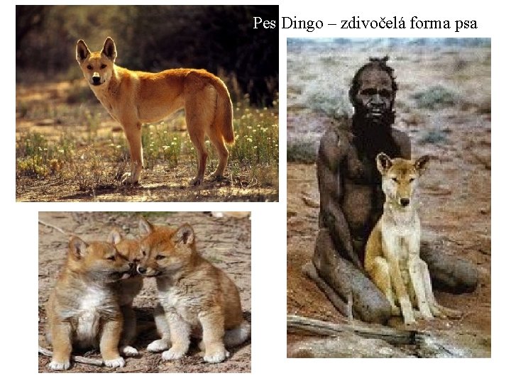 Pes Dingo – zdivočelá forma psa 