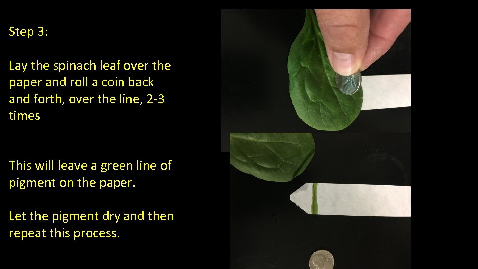 Step 3: Lay the spinach leaf over the paper and roll a coin back