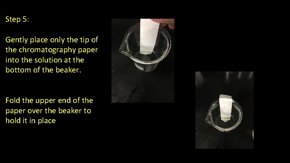 Step 5: Gently place only the tip of the chromatography paper into the solution
