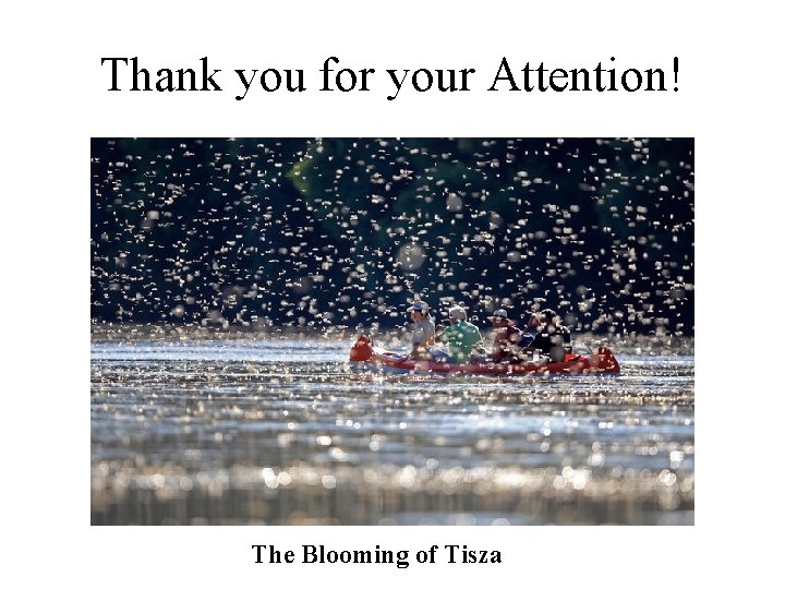 Thank you for your Attention! The Blooming of Tisza 