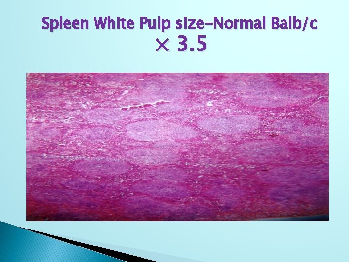 Spleen White Pulp size-Normal Balb/c × 3. 5 