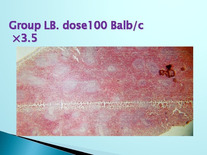 Group LB. dose 100 Balb/c × 3. 5 