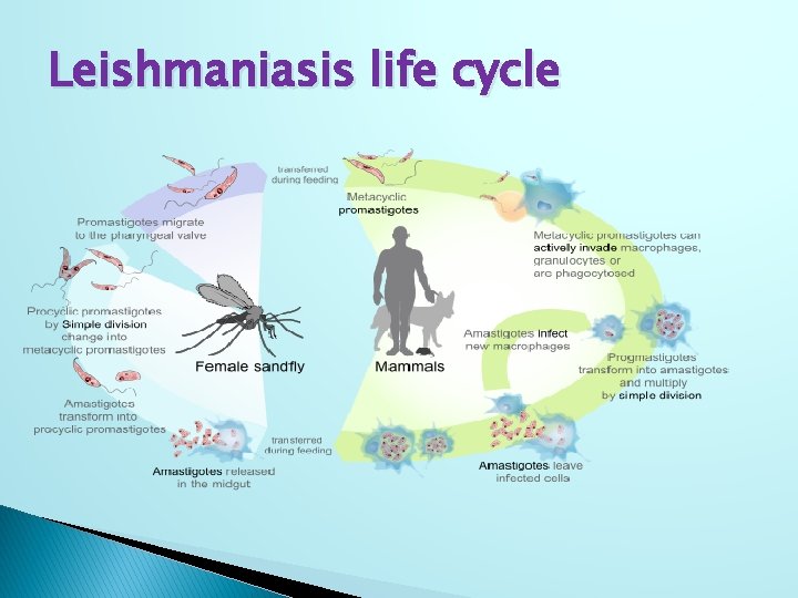 Leishmaniasis life cycle 
