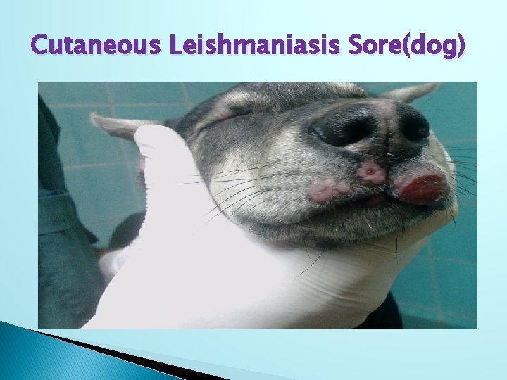 Cutaneous Leishmaniasis Sore(dog) 