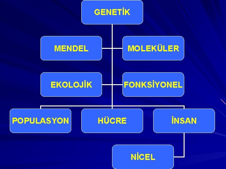 GENETİK MENDEL MOLEKÜLER EKOLOJİK FONKSİYONEL POPULASYON HÜCRE İNSAN NİCEL 