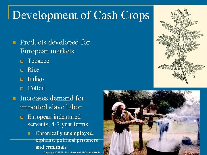 Development of Cash Crops n Products developed for European markets q q n Tobacco