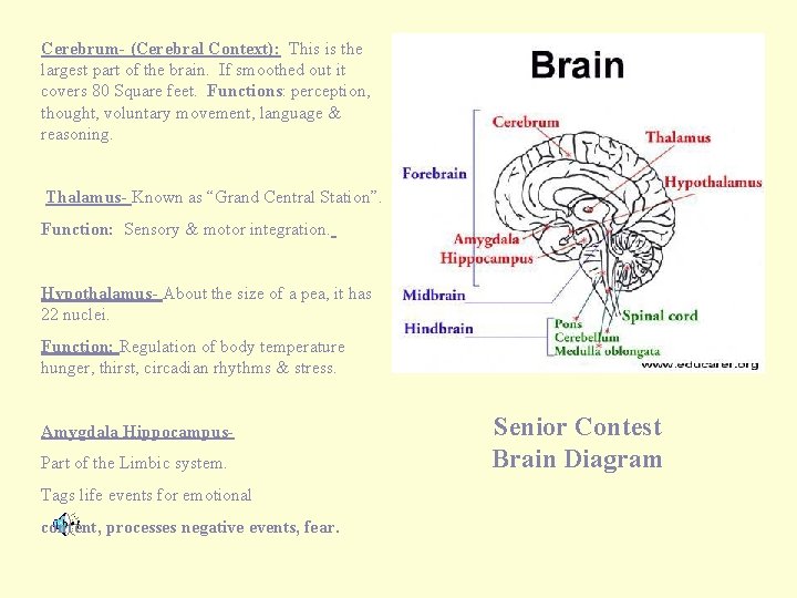 Cerebrum- (Cerebral Context): This is the largest part of the brain. If smoothed out