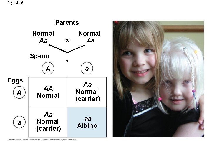 Fig. 14 -16 Parents Normal Aa Sperm A a A AA Normal Aa Normal