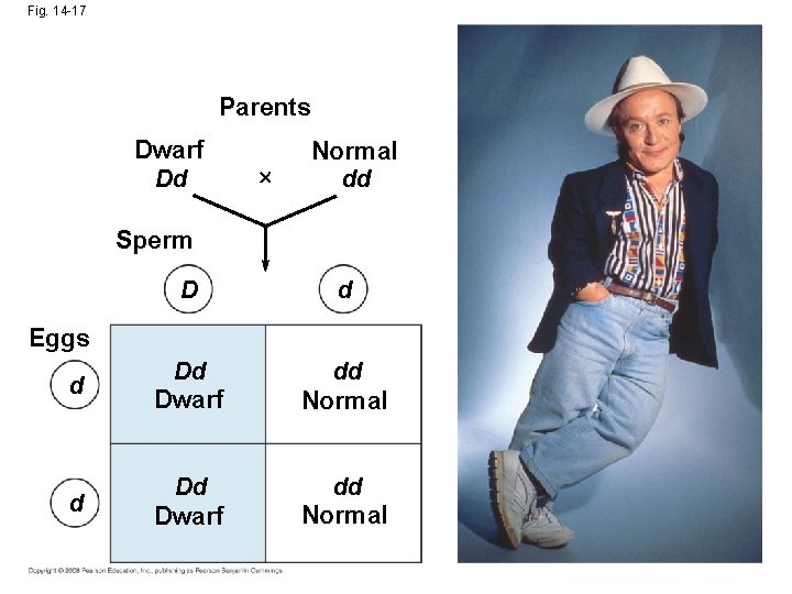Fig. 14 -17 Parents Dwarf Dd Normal dd Sperm D d d Dd Dwarf