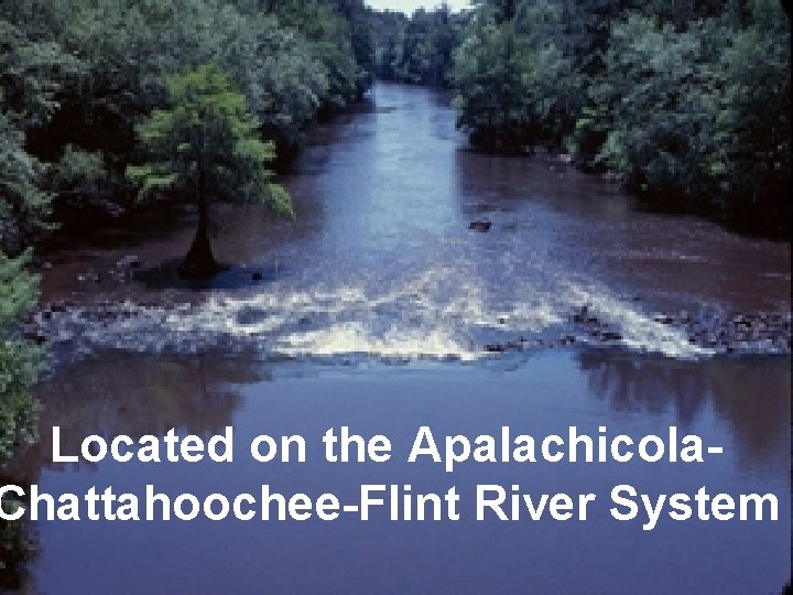 Located on the Apalachicola. Chattahoochee-Flint River System 