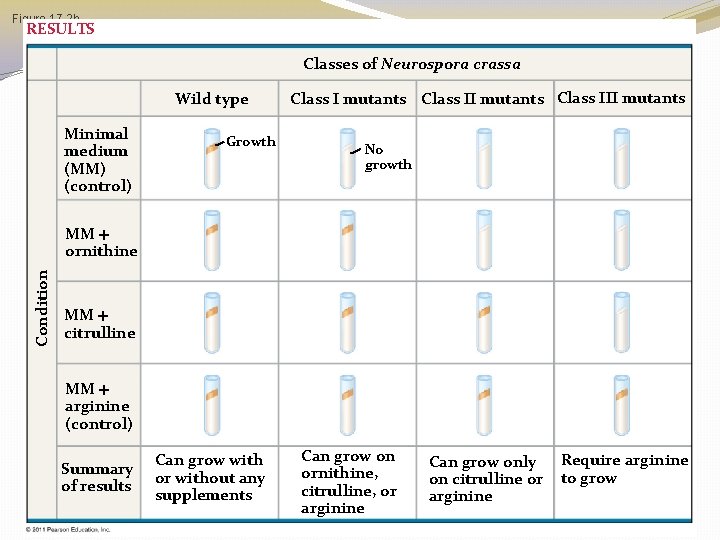 Figure 17. 2 b RESULTS Classes of Neurospora crassa Wild type Minimal medium (MM) Figure 17. 2 b RESULTS Classes of Neurospora crassa Wild type Minimal medium (MM)