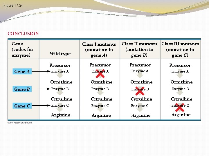 Figure 17. 2 c CONCLUSION Gene (codes for enzyme) Gene A Gene B Gene Figure 17. 2 c CONCLUSION Gene (codes for enzyme) Gene A Gene B Gene