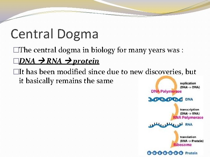 Central Dogma �The central dogma in biology for many years was : �DNA RNA Central Dogma �The central dogma in biology for many years was : �DNA RNA