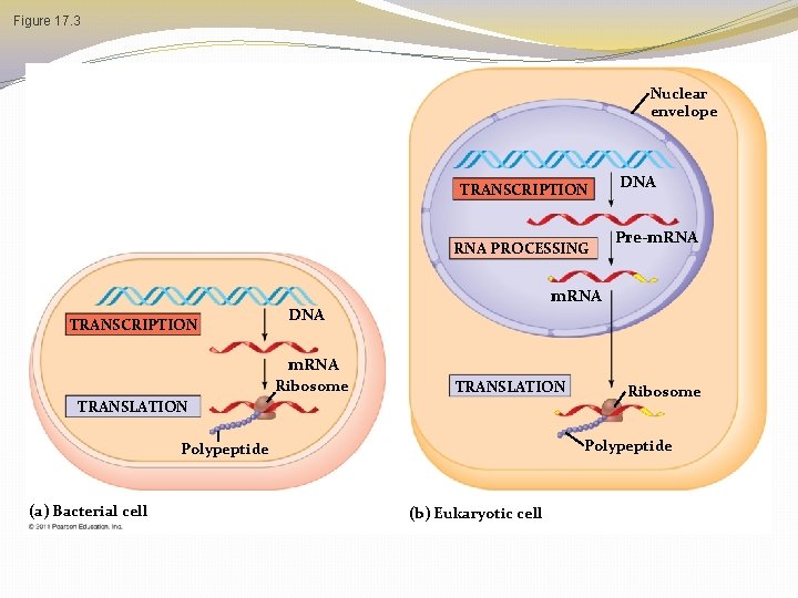 Figure 17. 3 Nuclear envelope TRANSCRIPTION RNA PROCESSING TRANSCRIPTION DNA Pre-m. RNA DNA m. Figure 17. 3 Nuclear envelope TRANSCRIPTION RNA PROCESSING TRANSCRIPTION DNA Pre-m. RNA DNA m.