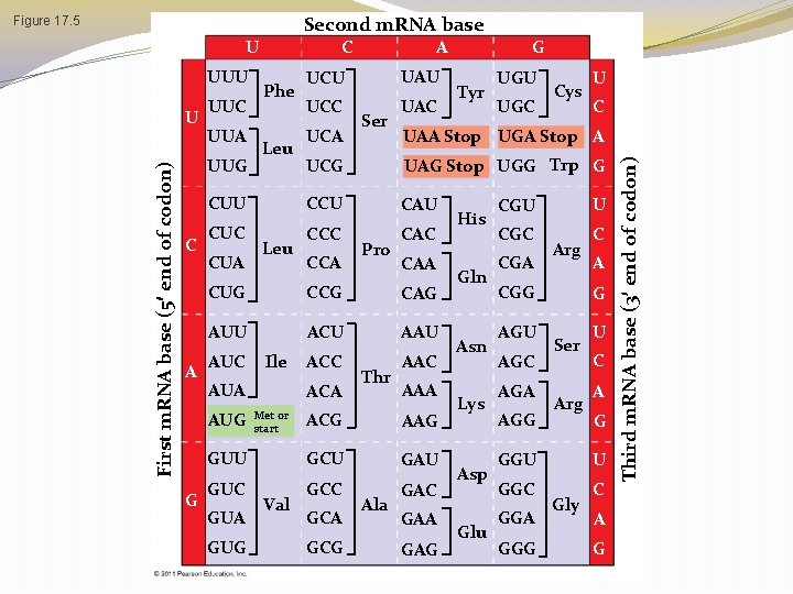 Second m. RNA base U UUU First m. RNA base (5 end of codon) Second m. RNA base U UUU First m. RNA base (5 end of codon)