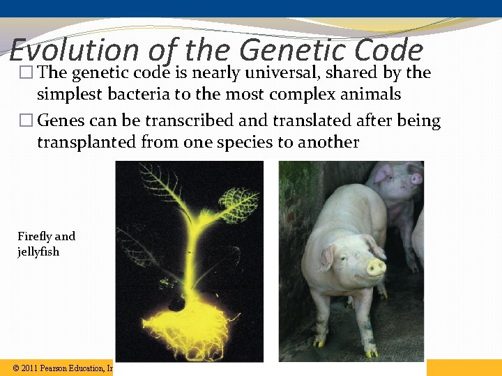 Evolution of the Genetic Code � The genetic code is nearly universal, shared by Evolution of the Genetic Code � The genetic code is nearly universal, shared by