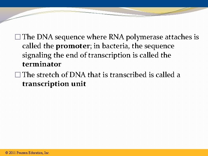 � The DNA sequence where RNA polymerase attaches is called the promoter; in bacteria, � The DNA sequence where RNA polymerase attaches is called the promoter; in bacteria,