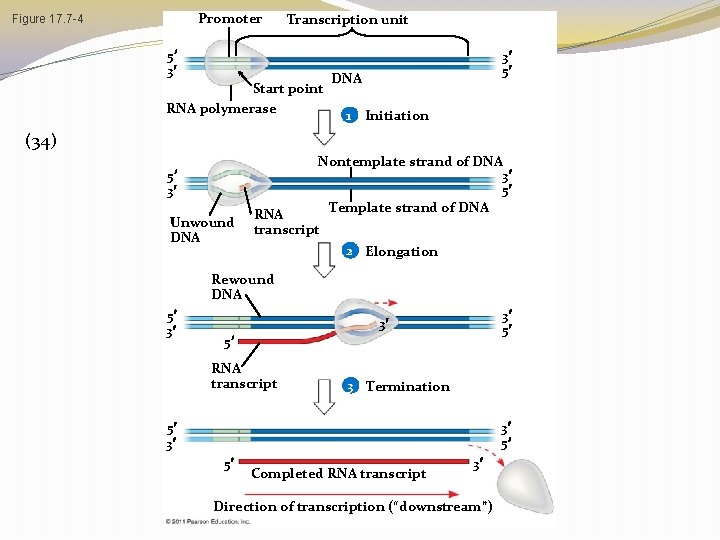 Promoter Figure 17. 7 -4 Transcription unit 5 3 Start point RNA polymerase 3 Promoter Figure 17. 7 -4 Transcription unit 5 3 Start point RNA polymerase 3