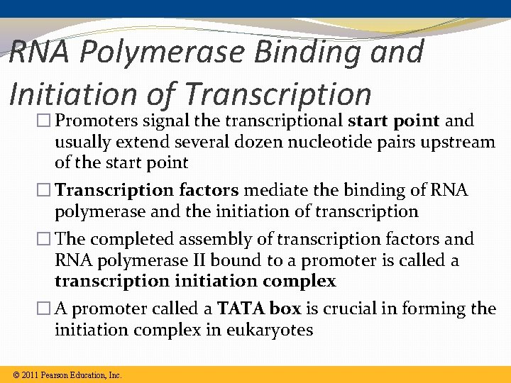 RNA Polymerase Binding and Initiation of Transcription � Promoters signal the transcriptional start point RNA Polymerase Binding and Initiation of Transcription � Promoters signal the transcriptional start point