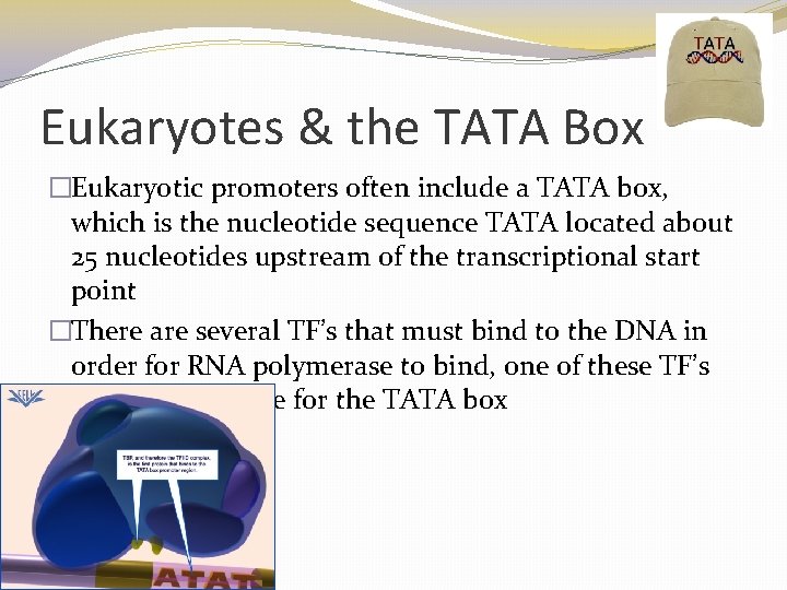 Eukaryotes & the TATA Box �Eukaryotic promoters often include a TATA box, which is Eukaryotes & the TATA Box �Eukaryotic promoters often include a TATA box, which is