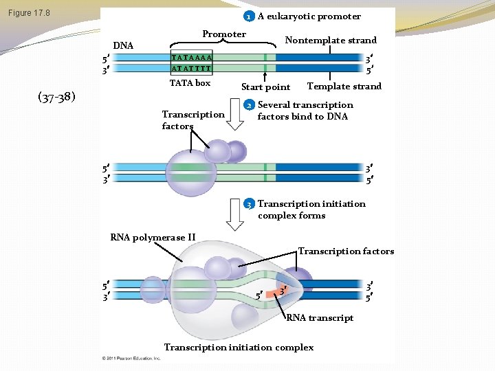 Figure 17. 8 1 A eukaryotic promoter Promoter DNA 5 3 Nontemplate strand 3 Figure 17. 8 1 A eukaryotic promoter Promoter DNA 5 3 Nontemplate strand 3
