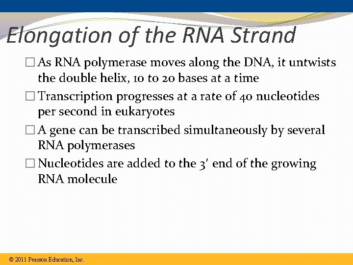 Elongation of the RNA Strand � As RNA polymerase moves along the DNA, it Elongation of the RNA Strand � As RNA polymerase moves along the DNA, it