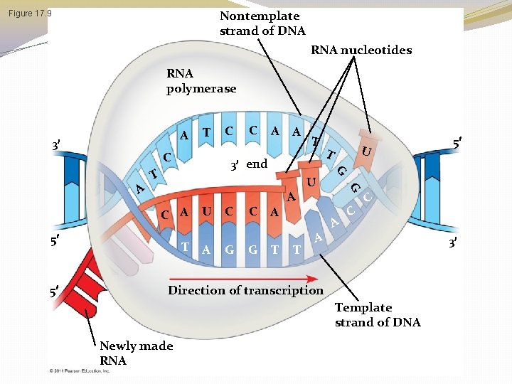 Nontemplate strand of DNA Figure 17. 9 RNA nucleotides RNA polymerase A 3 C Nontemplate strand of DNA Figure 17. 9 RNA nucleotides RNA polymerase A 3 C