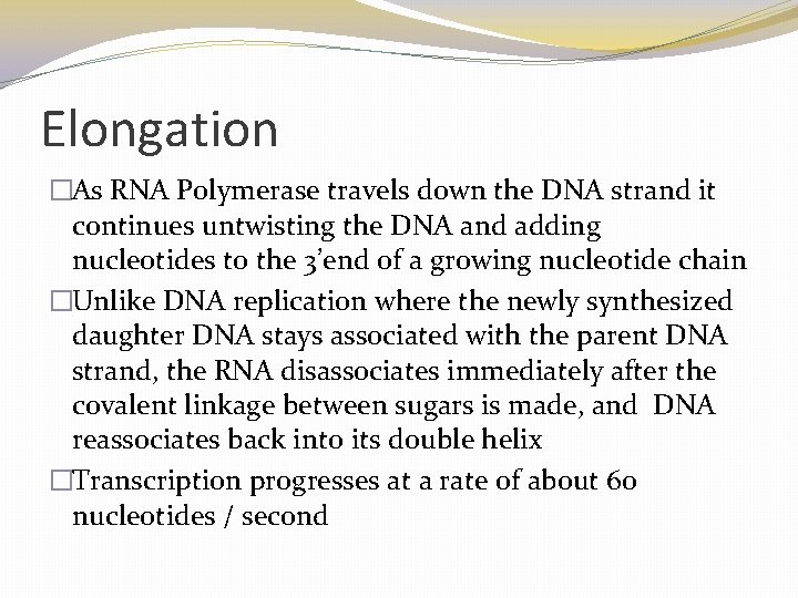 Elongation �As RNA Polymerase travels down the DNA strand it continues untwisting the DNA Elongation �As RNA Polymerase travels down the DNA strand it continues untwisting the DNA