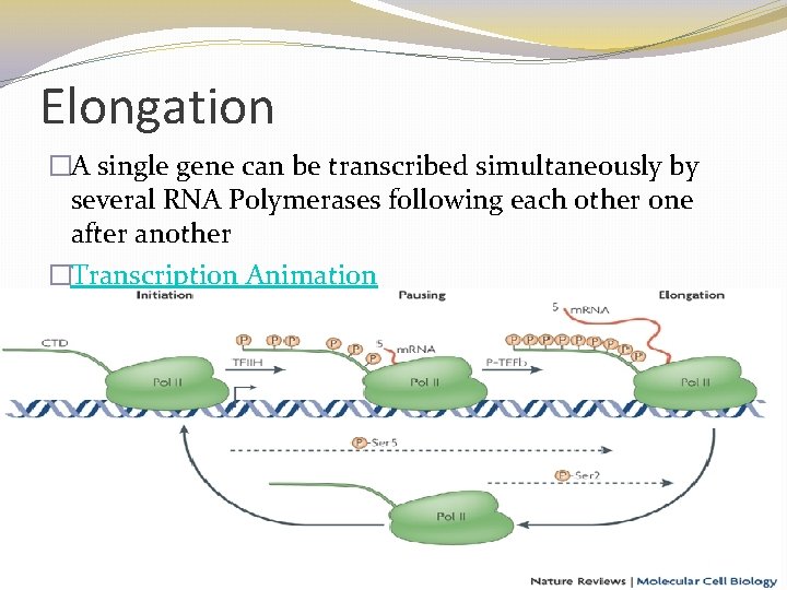Elongation �A single gene can be transcribed simultaneously by several RNA Polymerases following each Elongation �A single gene can be transcribed simultaneously by several RNA Polymerases following each