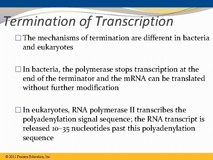 Termination of Transcription � The mechanisms of termination are different in bacteria and eukaryotes Termination of Transcription � The mechanisms of termination are different in bacteria and eukaryotes